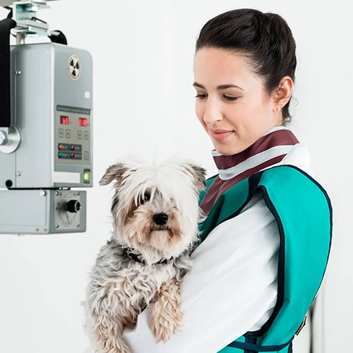Radiobiology and Radiation Protection for Veterinary Technicians