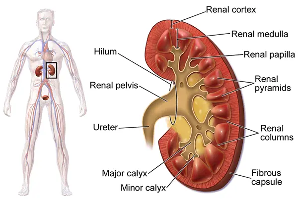 Kidney Anatomy and Physiology - ct scan renal protocol