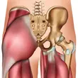 Ultrasound of the Hip