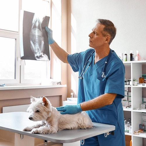 Digital Imaging for the Veterinary Profession