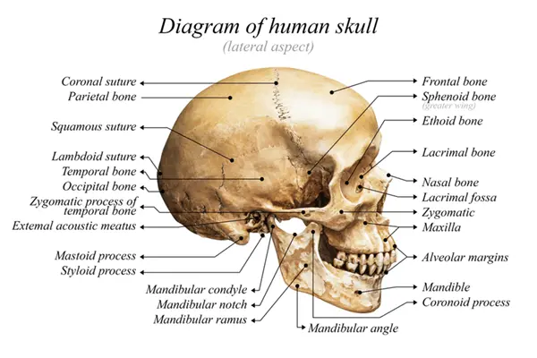 X-Ray Positioning: Paranasal Sinuses